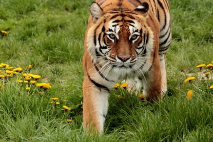 Erlebnis___Tigerpark_Dassow.jpg